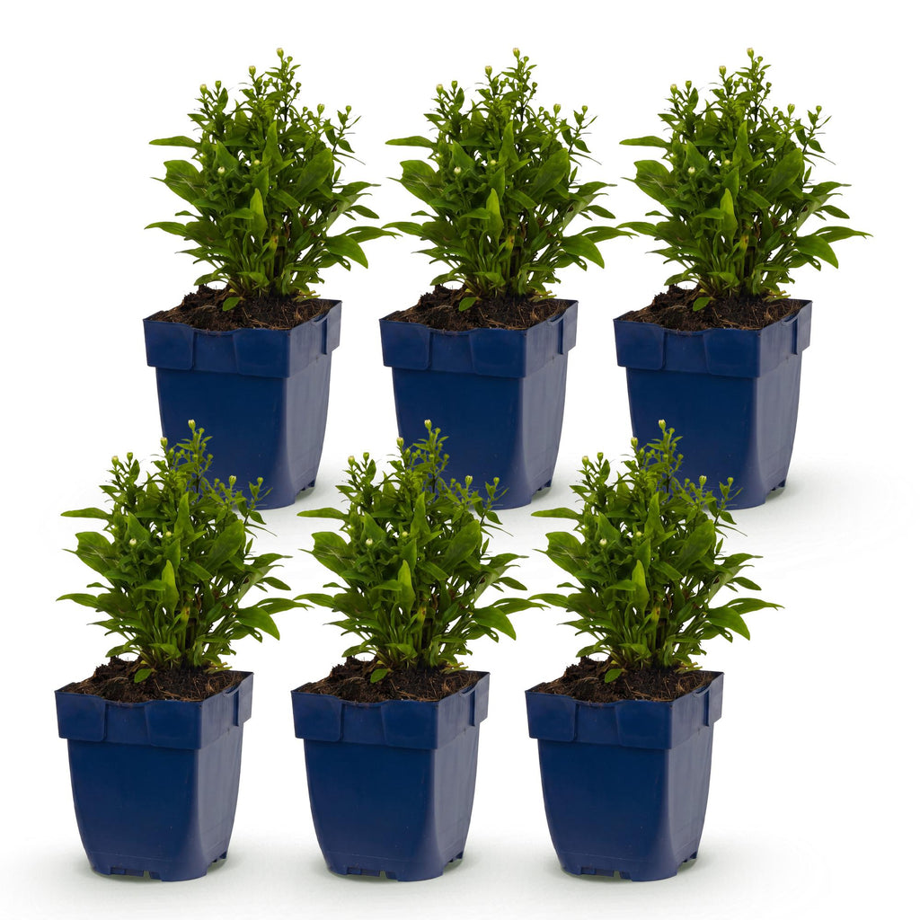 Vasteplant - Aster Tricolour - Zee Aster - Bijen en Vlinderlokkers - Paars - Roze - Wit - 6 Planten - Pot 11cm - Hoogte 15-25cm