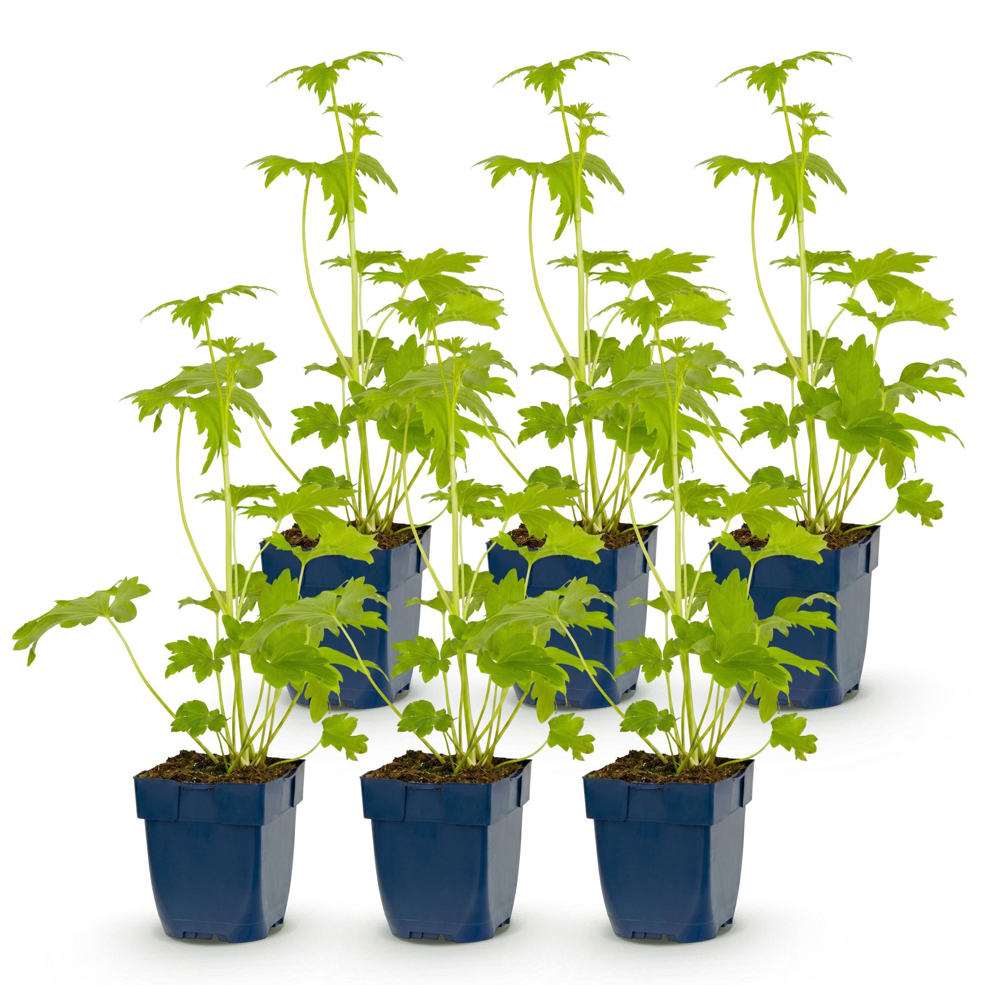 Vasteplant - Delphinium (P) Blue Bird - Ridderspoor - Bijen en Vlinderlokkers - Blauw - 6 Planten - Pot 11cm - Hoogte 15-25cm