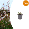 24x Gaura l. 'Siskiyou Pink' - ↕10-25cm - Ø9cm