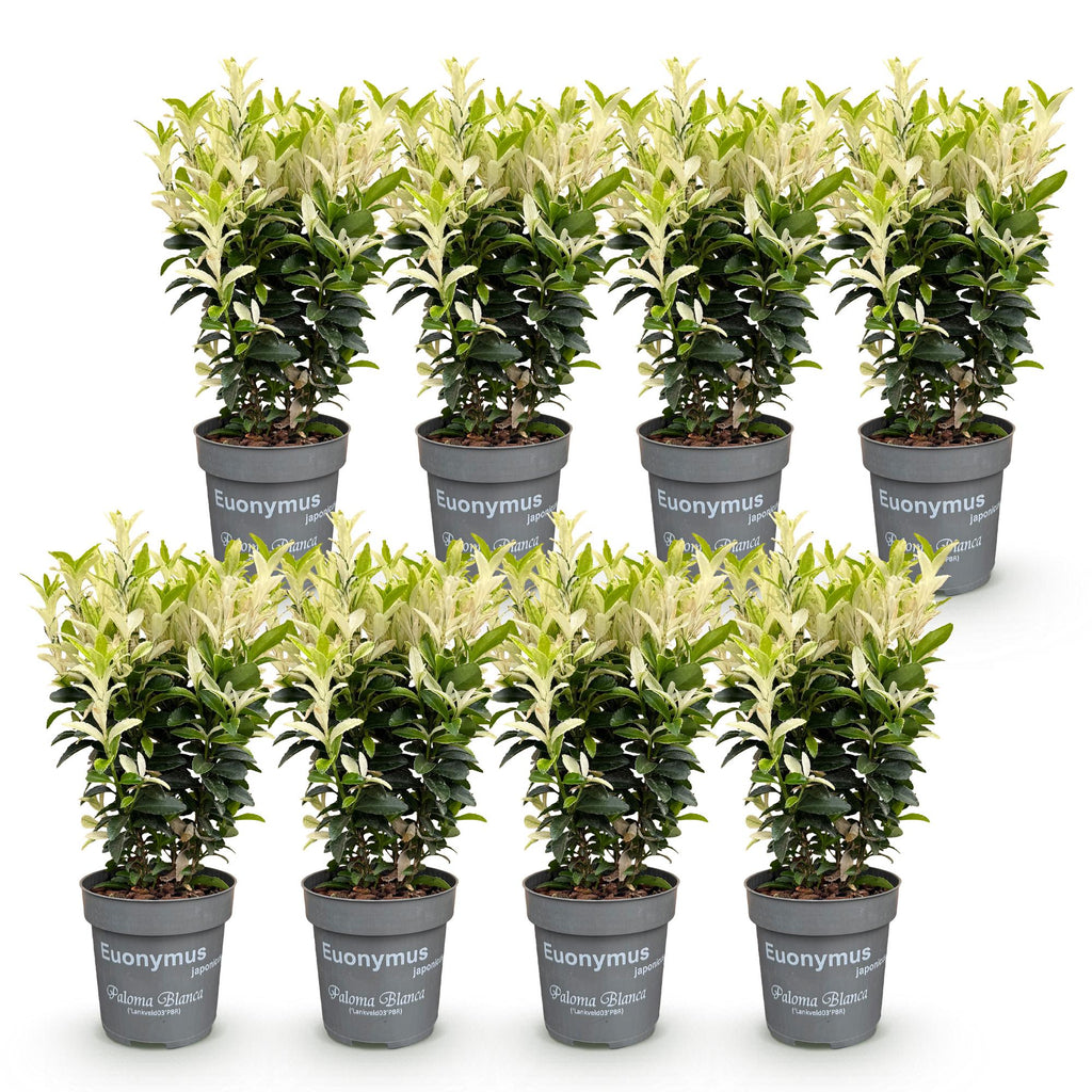 8x Euonymus japonica Paloma Blanca - Kardinaalsmuts - Haagplanten - Groenblijvend - Groen - Wit - Pot 9cm - Hoogte 20-30cm