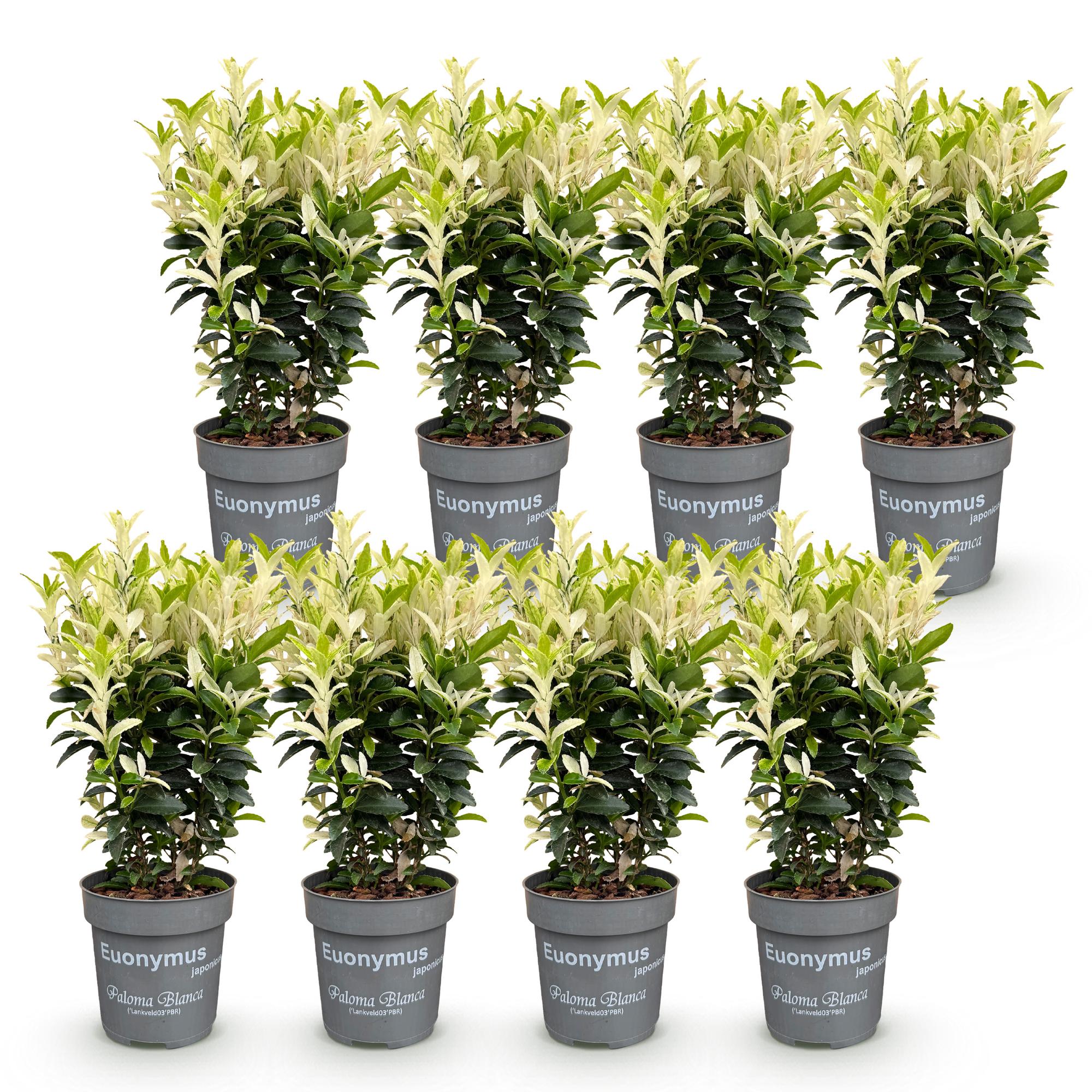 8x Euonymus japonica Paloma Blanca - Kardinaalsmuts - Haagplanten - Groenblijvend - Groen - Wit - Pot 9cm - Hoogte 20-30cm