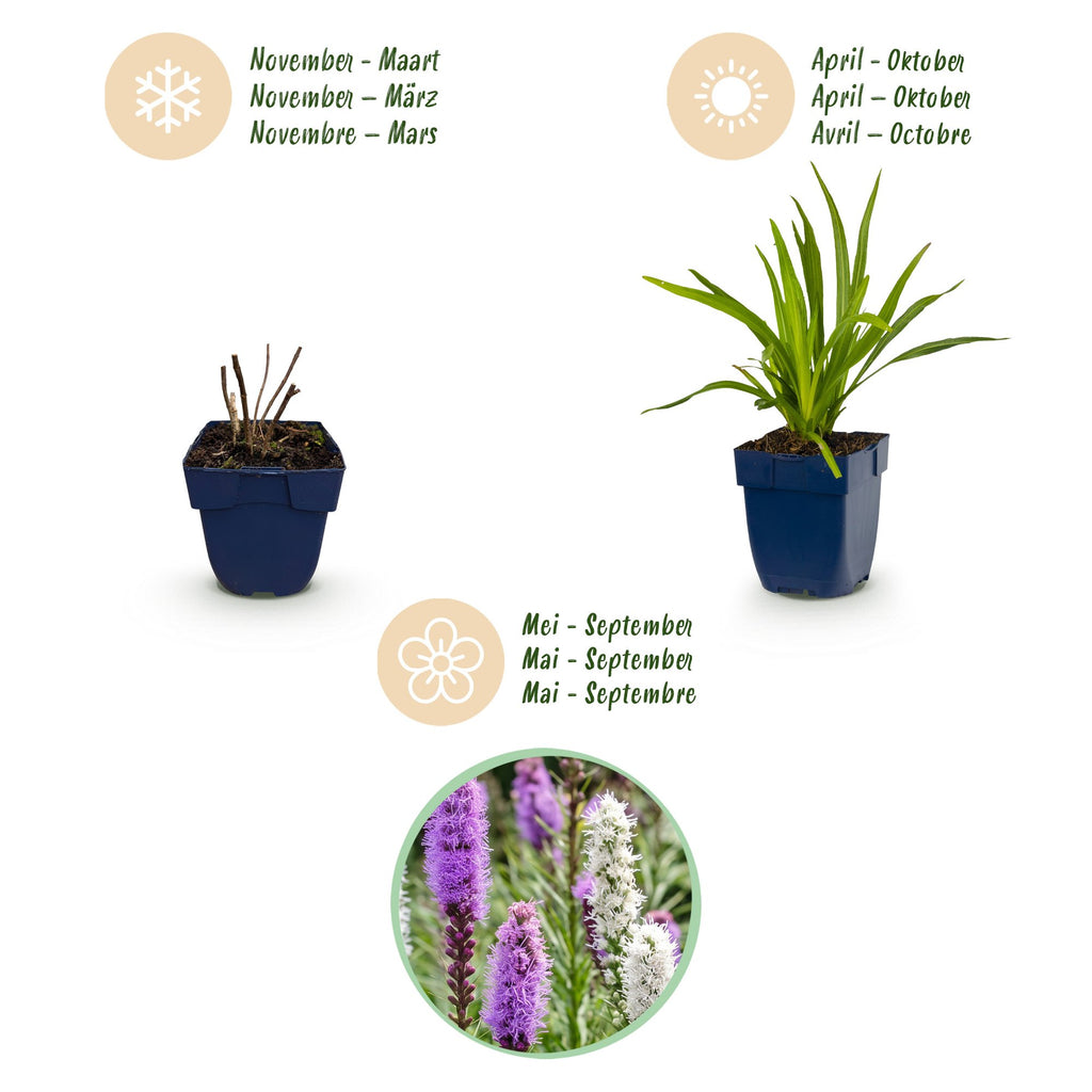 Vasteplant - Liatris Duo - Lampenpoetserplant - Bijen- en vlinderlokkers - Roze - Wit - 12 Planten - Pot 11cm - Hoogte 15-25cm