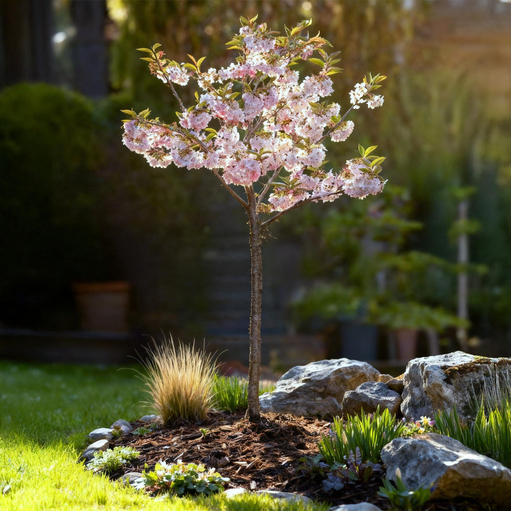 Plant op Stam - Prunus incisa Koujou-no-mai - Terras Plant - Bladverliezend - Winterhard - Witte Bloem - Pot 19cm Hoogte 90cm