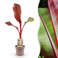 Fruitplant - Musa ensete Maurelli - Bananenboom - Winterhard - Rood-Groen - 1 Planten - Pot 21cm - Hoogte 90cm