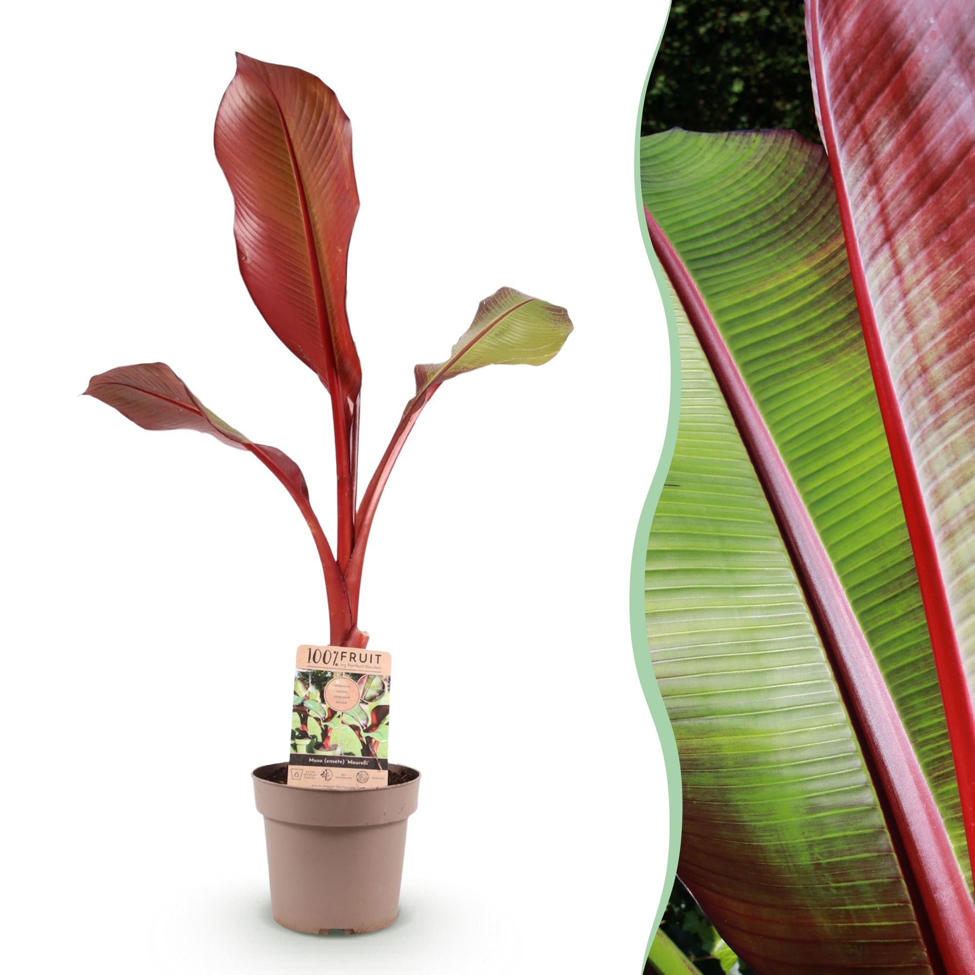 Fruitplant - Musa ensete Maurelli - Bananenboom - Winterhard - Rood-Groen - 1 Planten - Pot 21cm - Hoogte 90cm
