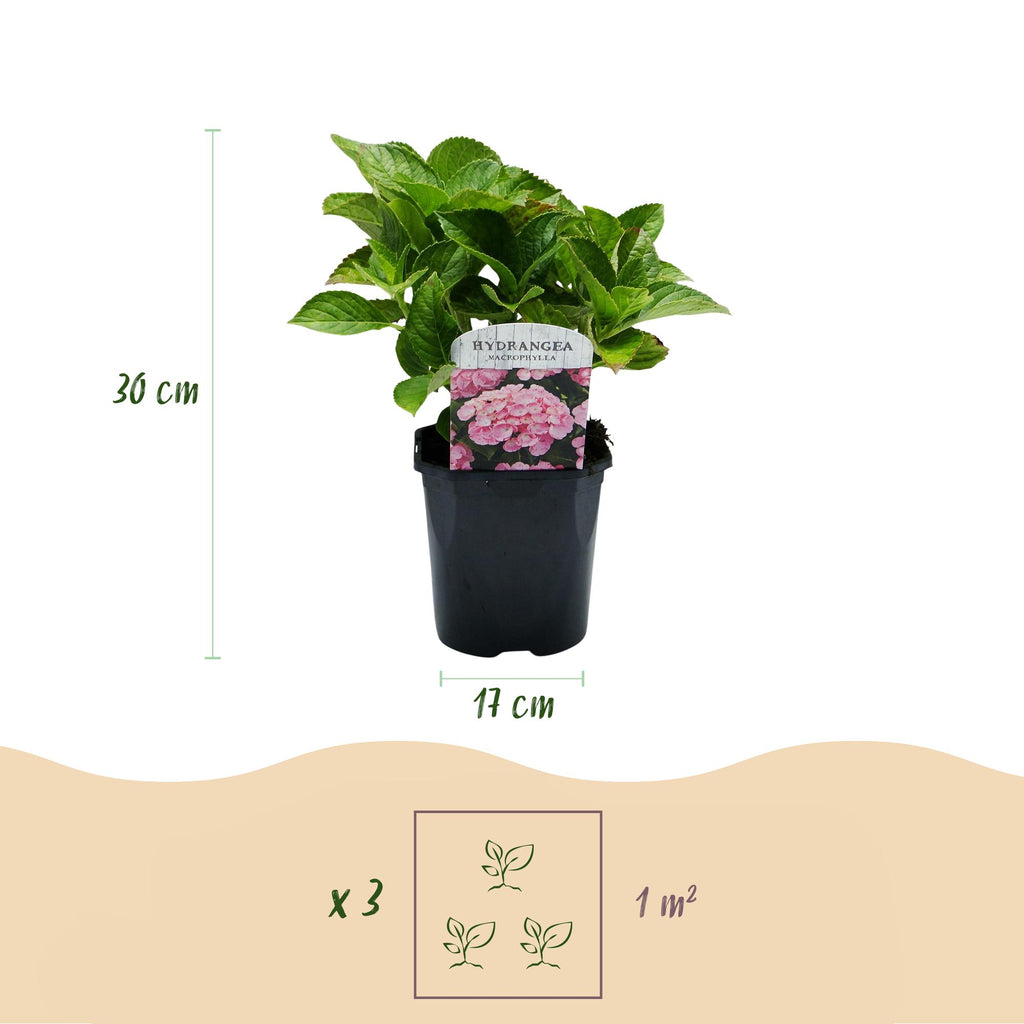 Hortensia - Hydrangea macrophylla Roze - Bloem Roze - 3 Planten - 1 m2 - Bladverliezend - Weinig Onderhoud - Pot 17cm Hoogte 30cm