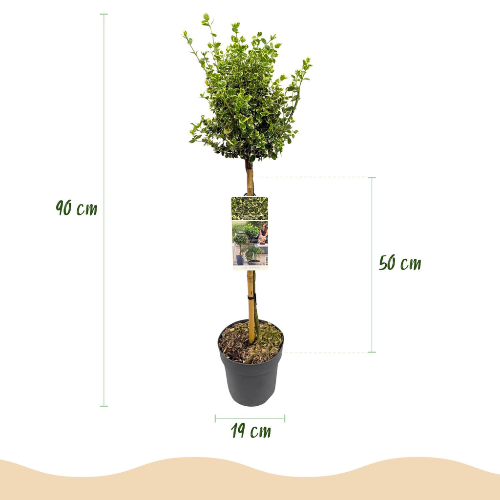 Plant op Stam - Euonymus fortunei Emerald Gaiety -Terras Plant - Bladhoudend - Winterhard - Groen-Grijs Blad - Pot 19cm Hoogte 90cm