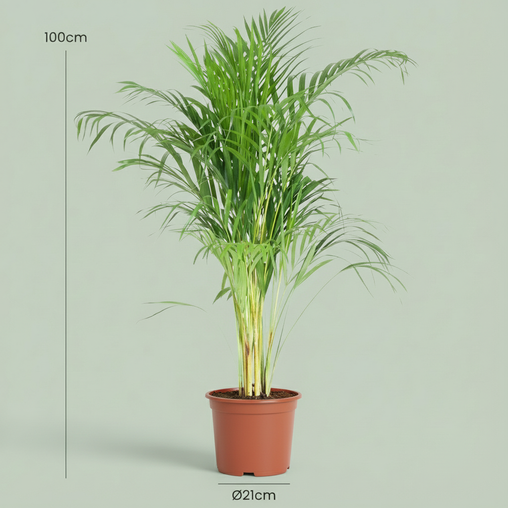 Kamerplant - Goudpalm - Dypsis Lutescens Areca - Groen - Weinig onderhoud - 1 Plant - Pot 21cm - Hoogte 90 - 100cm