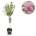 Plant op Stam- Syringa meyeri Palibin - Terras Plant - Bladverliezend - Winterhard- Paarse Bloem - Pot 19cm Hoogte 90cm