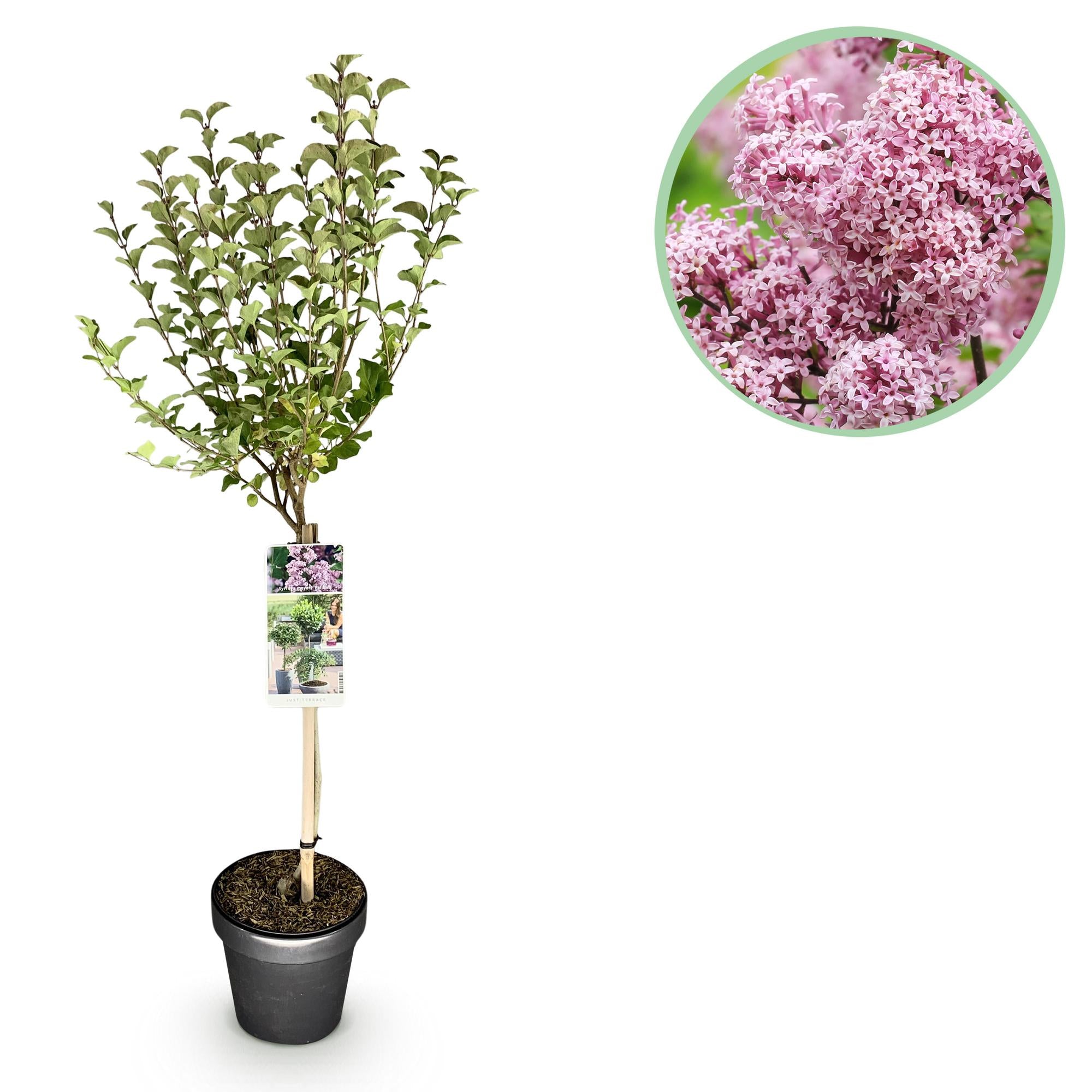Plant op Stam- Syringa meyeri Palibin - Terras Plant - Bladverliezend - Winterhard- Paarse Bloem - Pot 19cm Hoogte 90cm