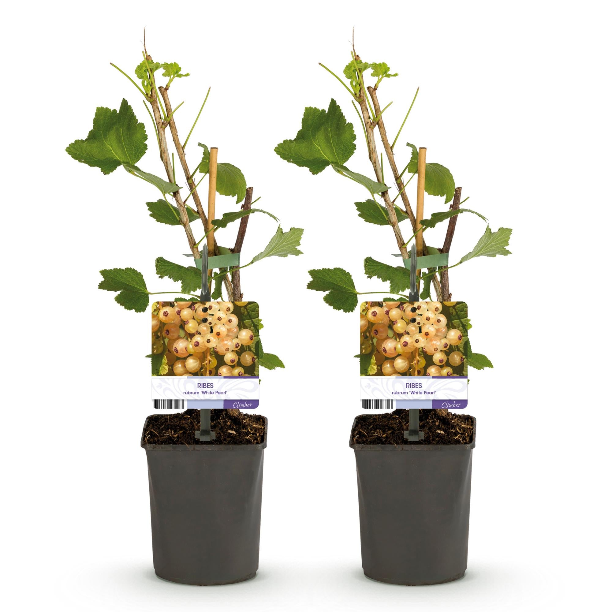 Fruitplant - Aalbes - Ribes rubrum White Pearl - Witte Bes - 2 planten -  Pot 11cm Hoogte 40cm