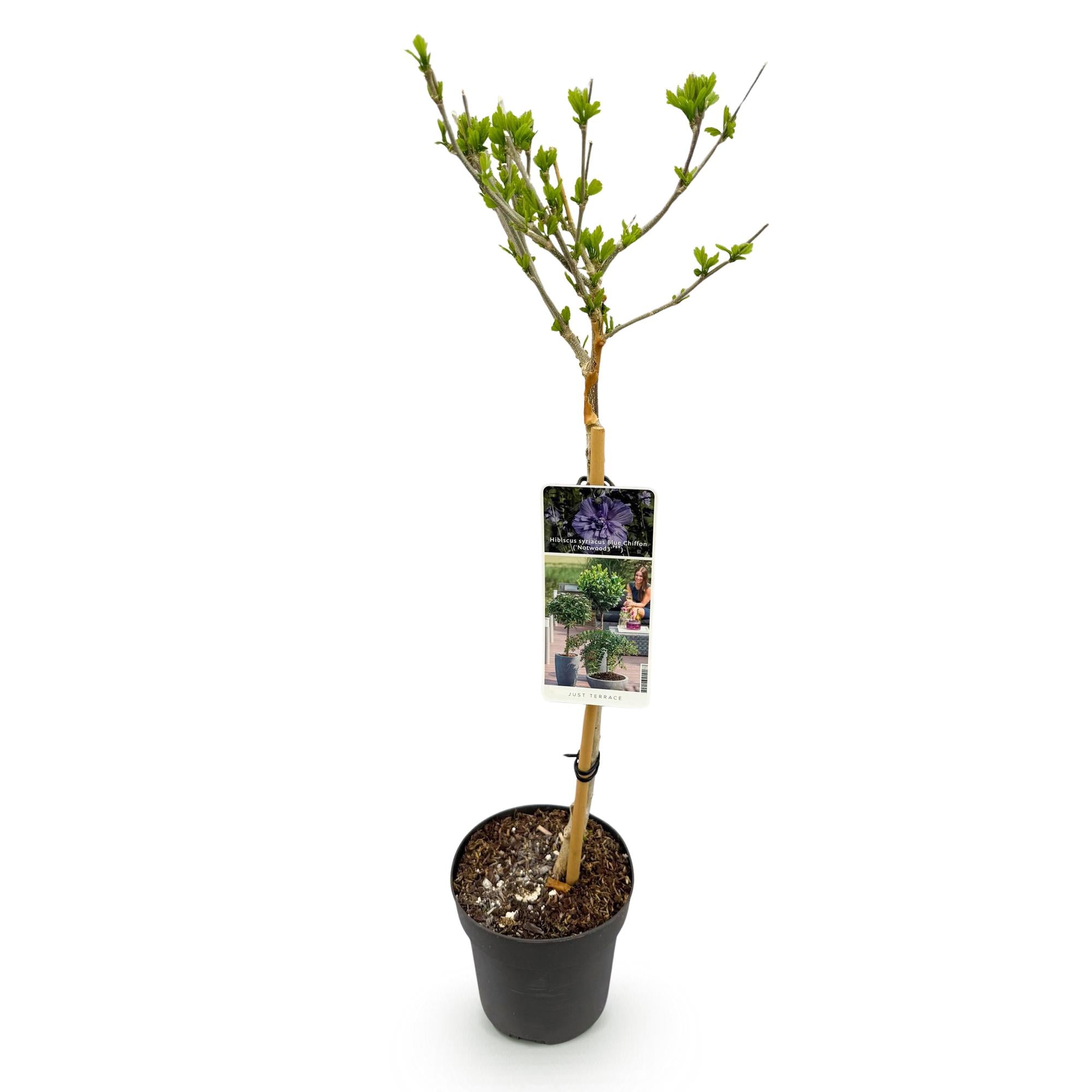 Tuinplant - Hibiscus syriacus Blue Chiffon® - Plant op stam - Terras Plant - Bladverliezend - Weinig Onderhoud - Pot 19cm Hoogte 90cm