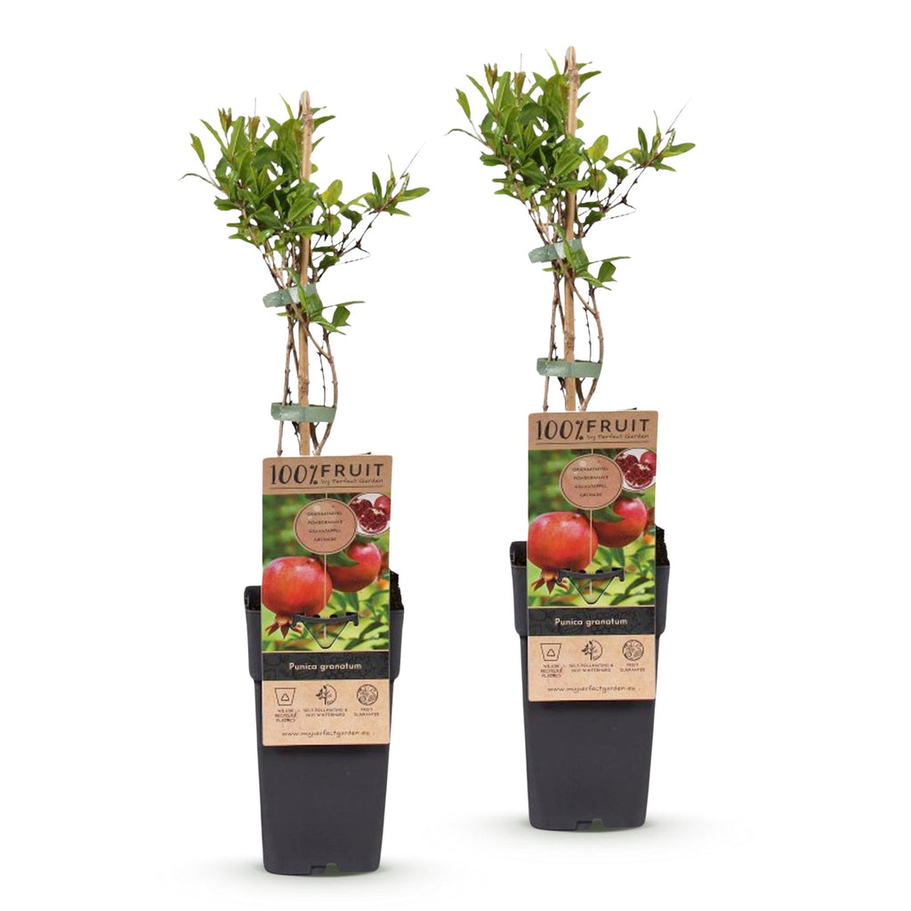 Fruitplant - Punica granatum - Granaatappel - Winterhard - Rood-Oranje Vrucht - 2 Planten - Pot 15cm - Hoogte 50cm