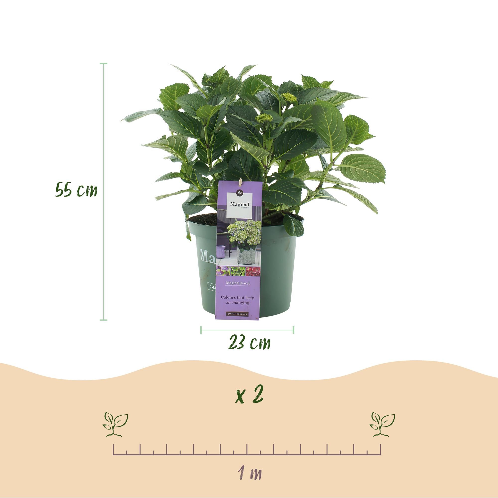 Terrasplant - Hortensia - Hydrangea Magical Jewel Blue - Blauw - 6-10 Bloemen - Pot 23cm Hoogte 55cm