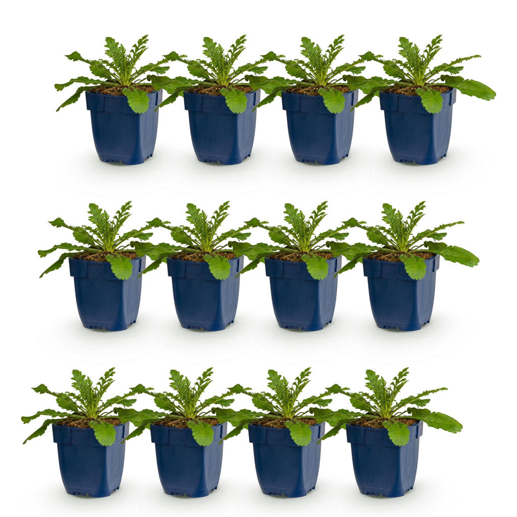Vasteplant - Scabiosa col. Pink Mist - Duifkruid - Bijen en Vlinderlokkers - Roze - 12 Planten - Pot 11cm - Hoogte 15-25cm