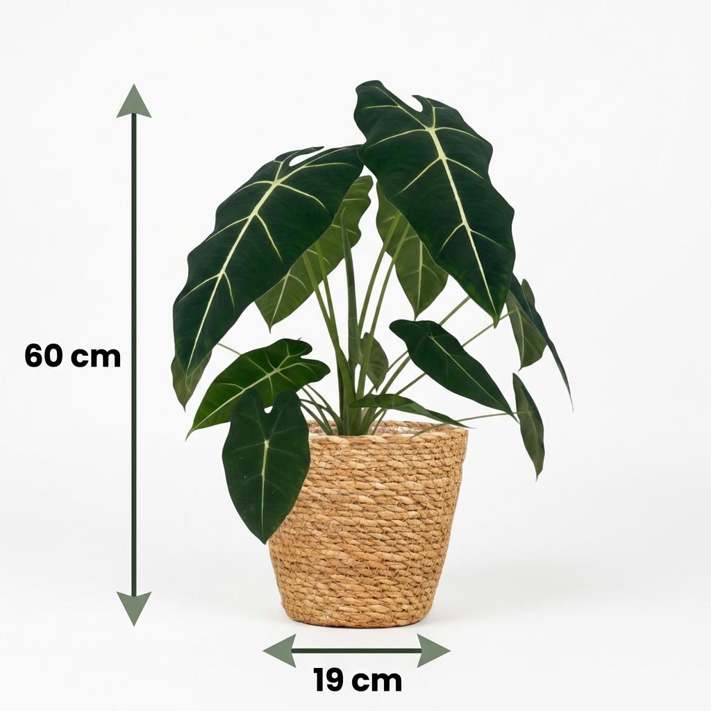 Kamerplant - Olifantsoor - Alocasia Frydek - Groen - Weinig onderhoud - 1 Plant - met Mand - Pot 19cm - Hoogte 60cm