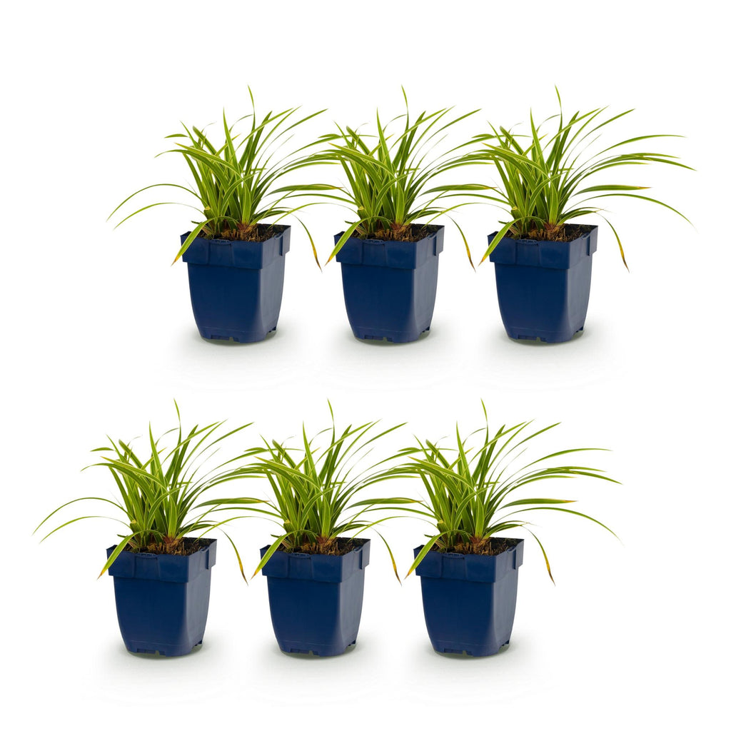 Grassen - Carex morrowii Ice Dance - Japanse Zegge - Groenblijvend - Creme-Groen - 6 Planten - Pot 11cm - Hoogte 15-25cm