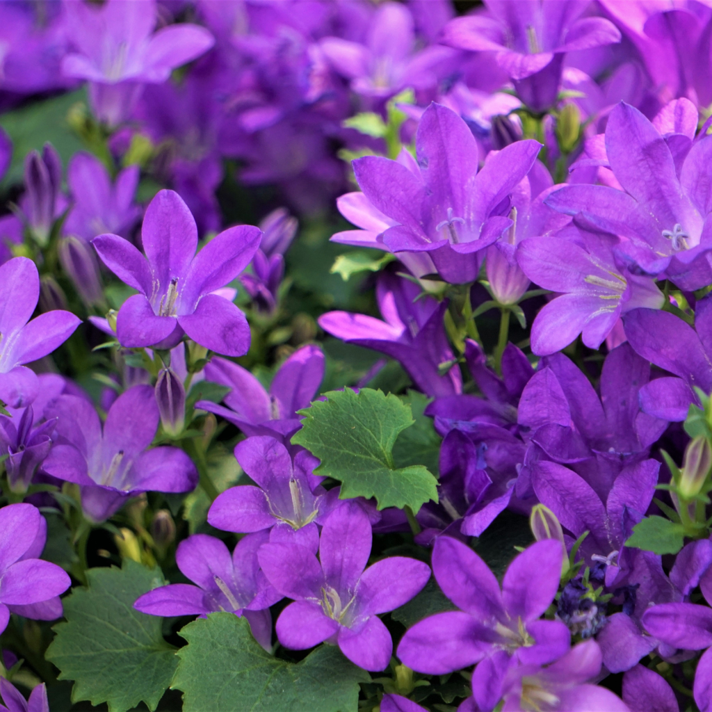 12x Campanula portenschlagiana - ↕10-25cm - Ø9cm