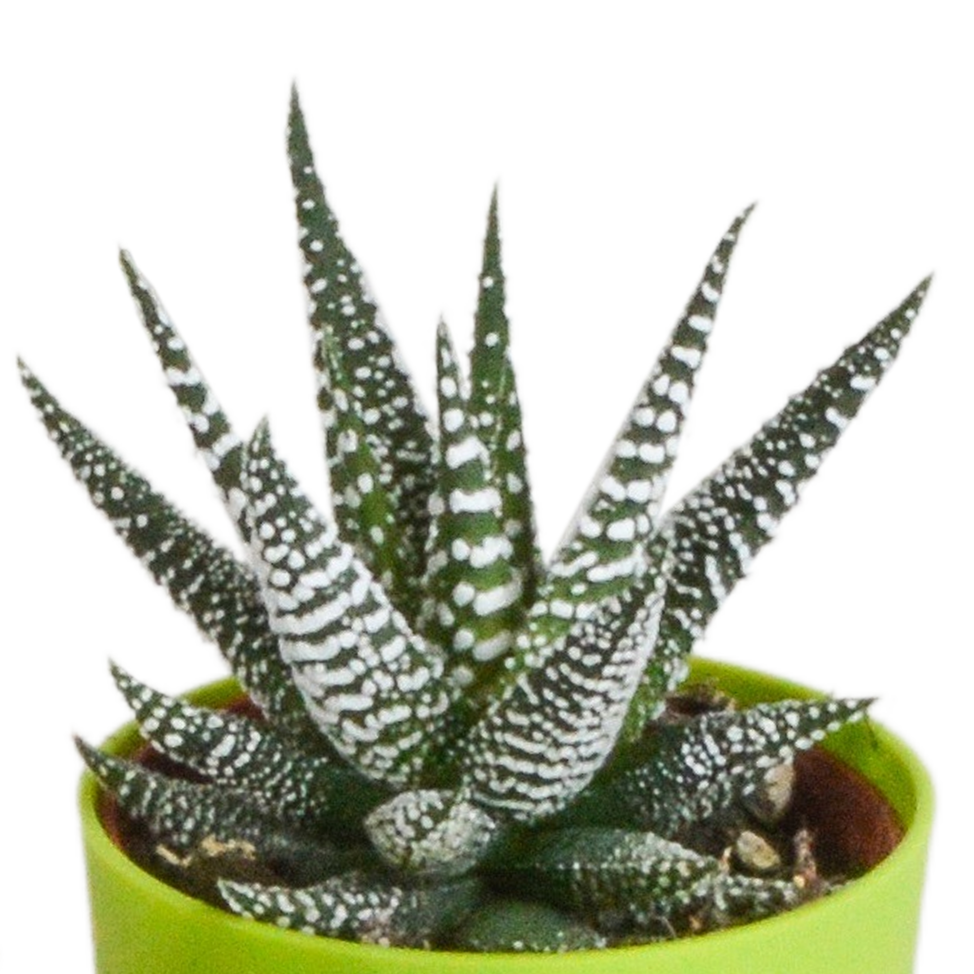 Gasteria/Haworthia mix 5,5cm - 5x - in gekleurde plasticpot