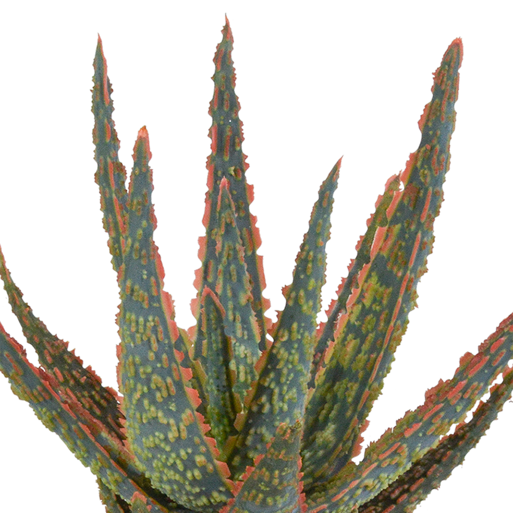 Aloë zebrina Dannyz 10,5cm - in witte pot