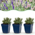 Vasteplant - Lavandula Tricolour - Lavendel - Geurend - Blauw - Roze - Wit - 6 Planten - Pot 11cm - Hoogte 15-25cm