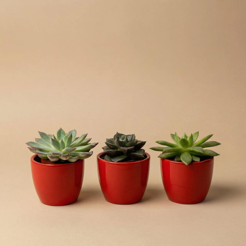 Succulenten set van 3 met rode mini pot - ↑ 8–12 cm