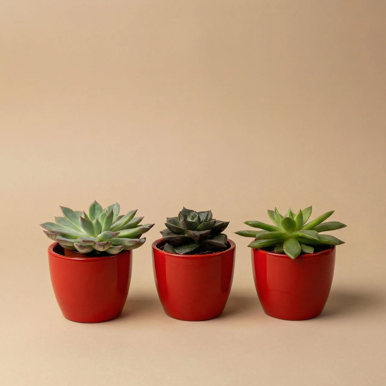 Succulenten set van 3 met rode mini pot - ↑ 8–12 cm