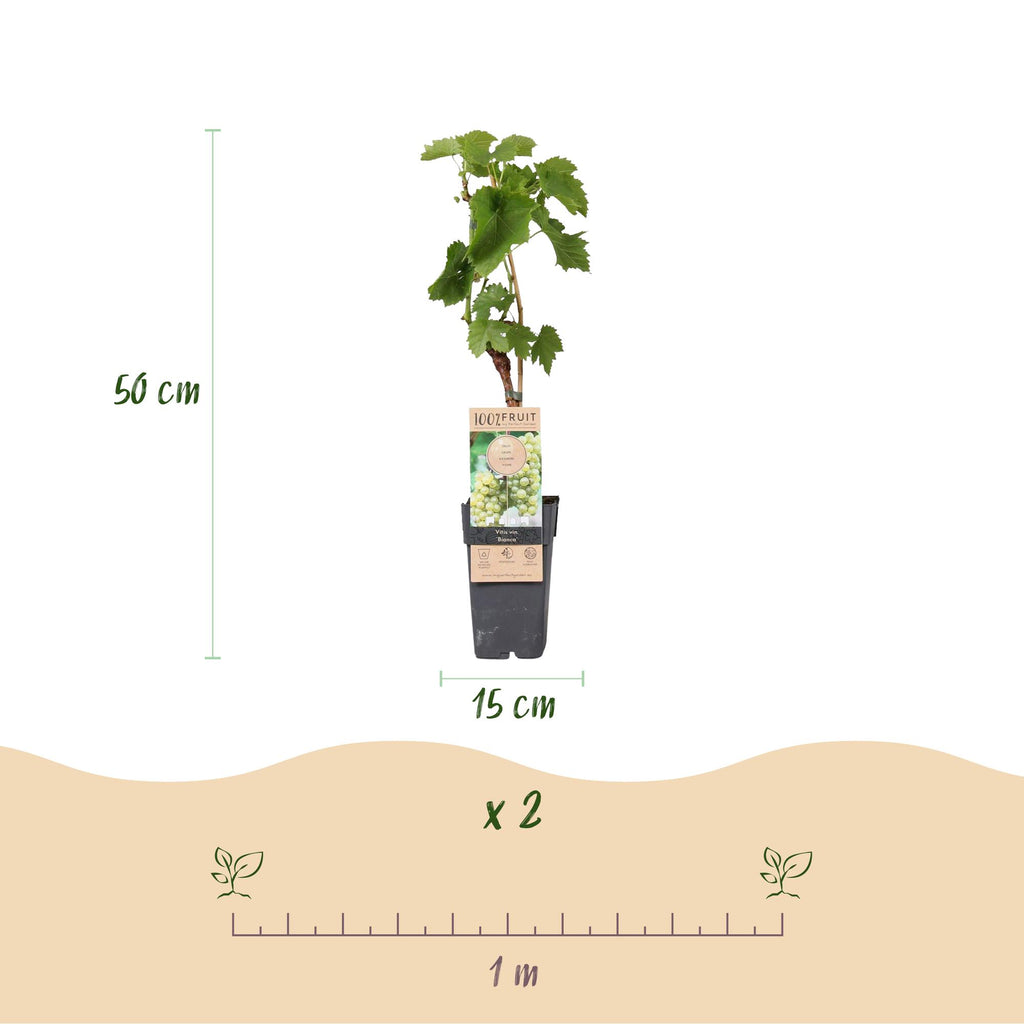 Fruitplant - Vitis vinifera Bianca - Druivenplant - Geent - Witte Druif - 2 Planten - Pot 15cm - Hoogte 50cm