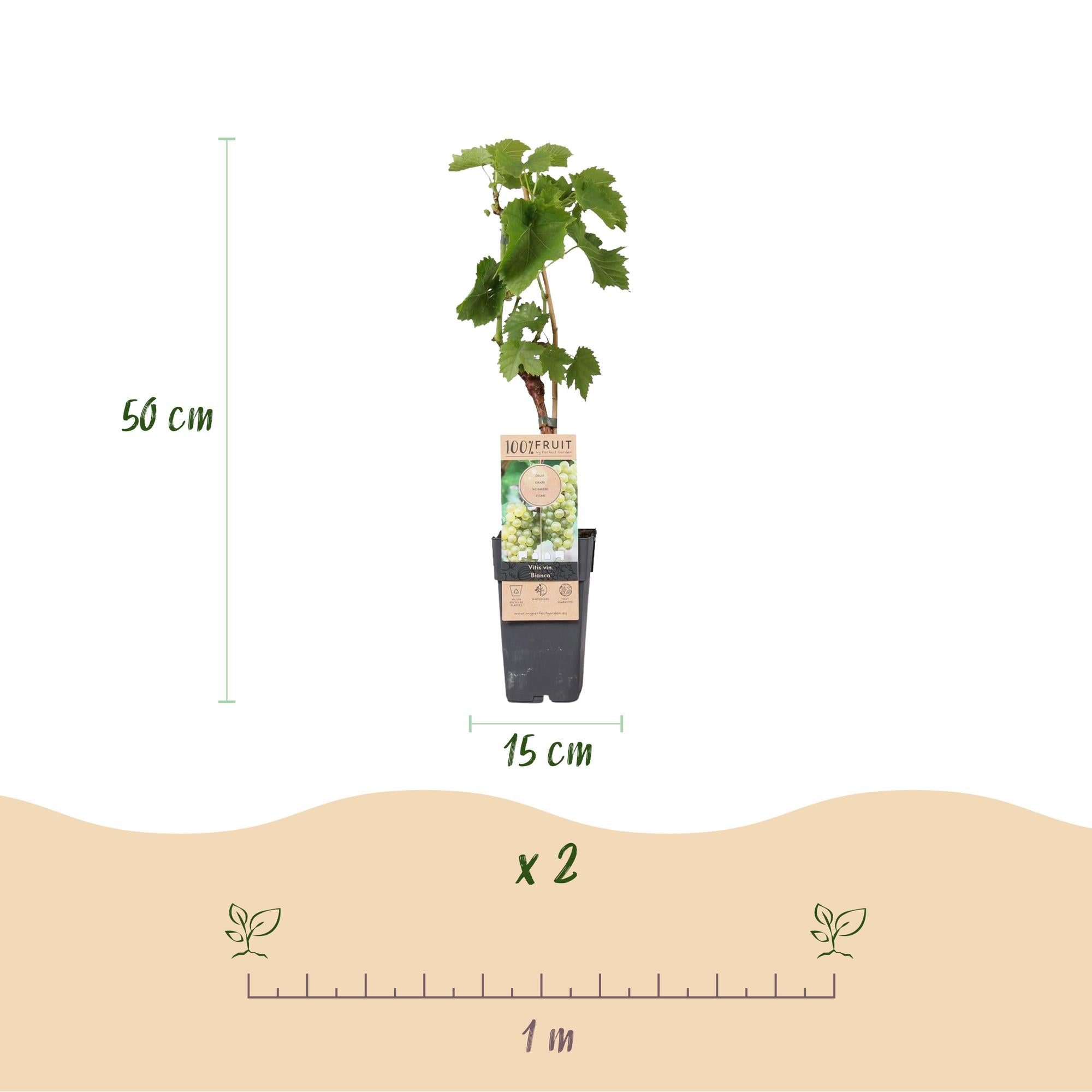 Fruitplant - Vitis vinifera Bianca - Druivenplant - Geent - Witte Druif - 2 Planten - Pot 15cm - Hoogte 50cm