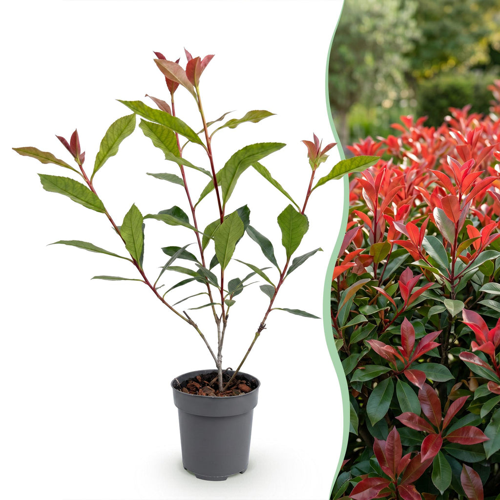 24x Photinia fraseri Carre Rouge - Glansmispel - Haagplanten - Groenblijvend - Rood - Pot 9cm - Hoogte 25-35cm
