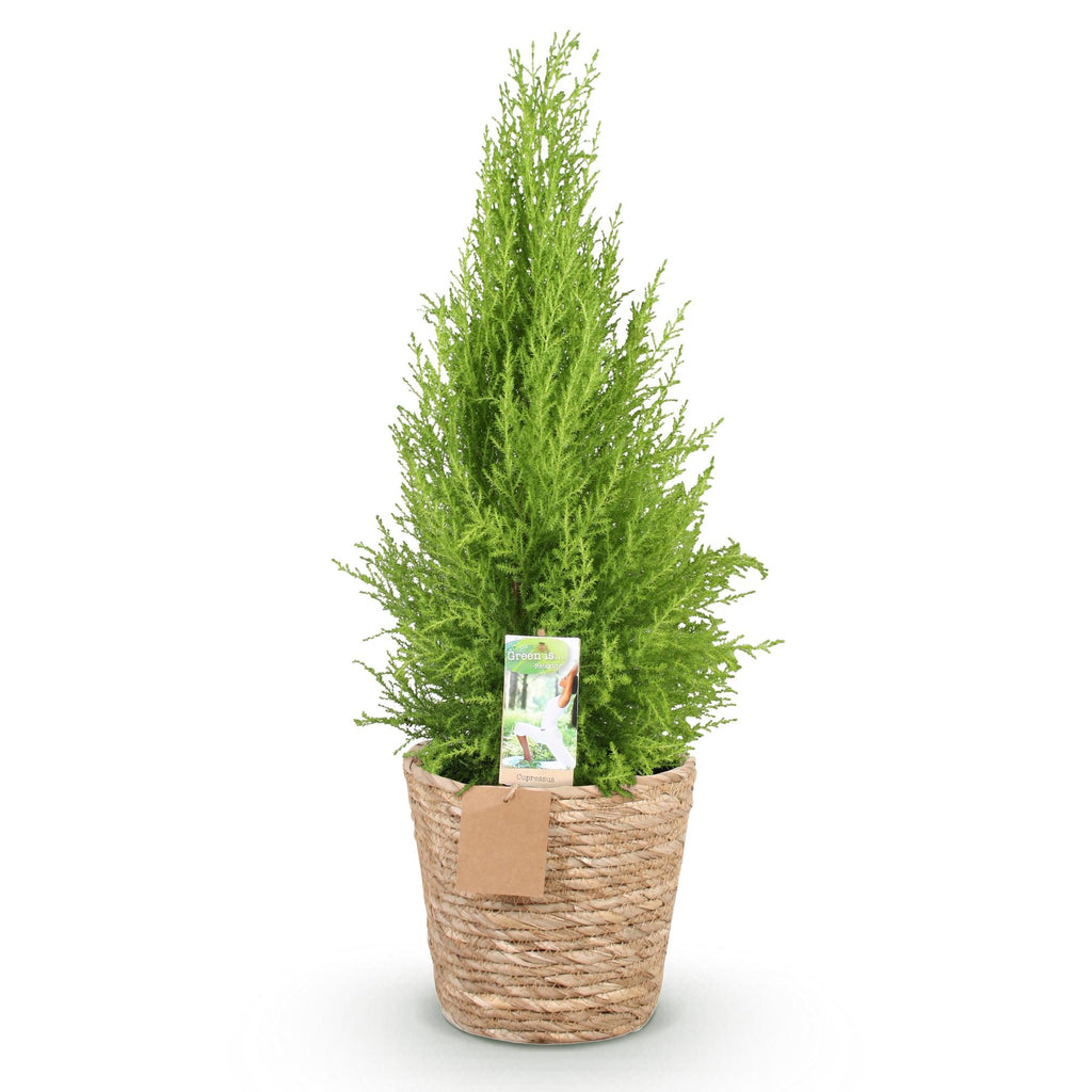 Green is... Kamerplanten - Cupressus Gold Crest Wilma - Kamer conifeer - Weinig onderhoud - met mand - Groen - 1 Plant - Pot 21cm - Hoogte 85-95cm