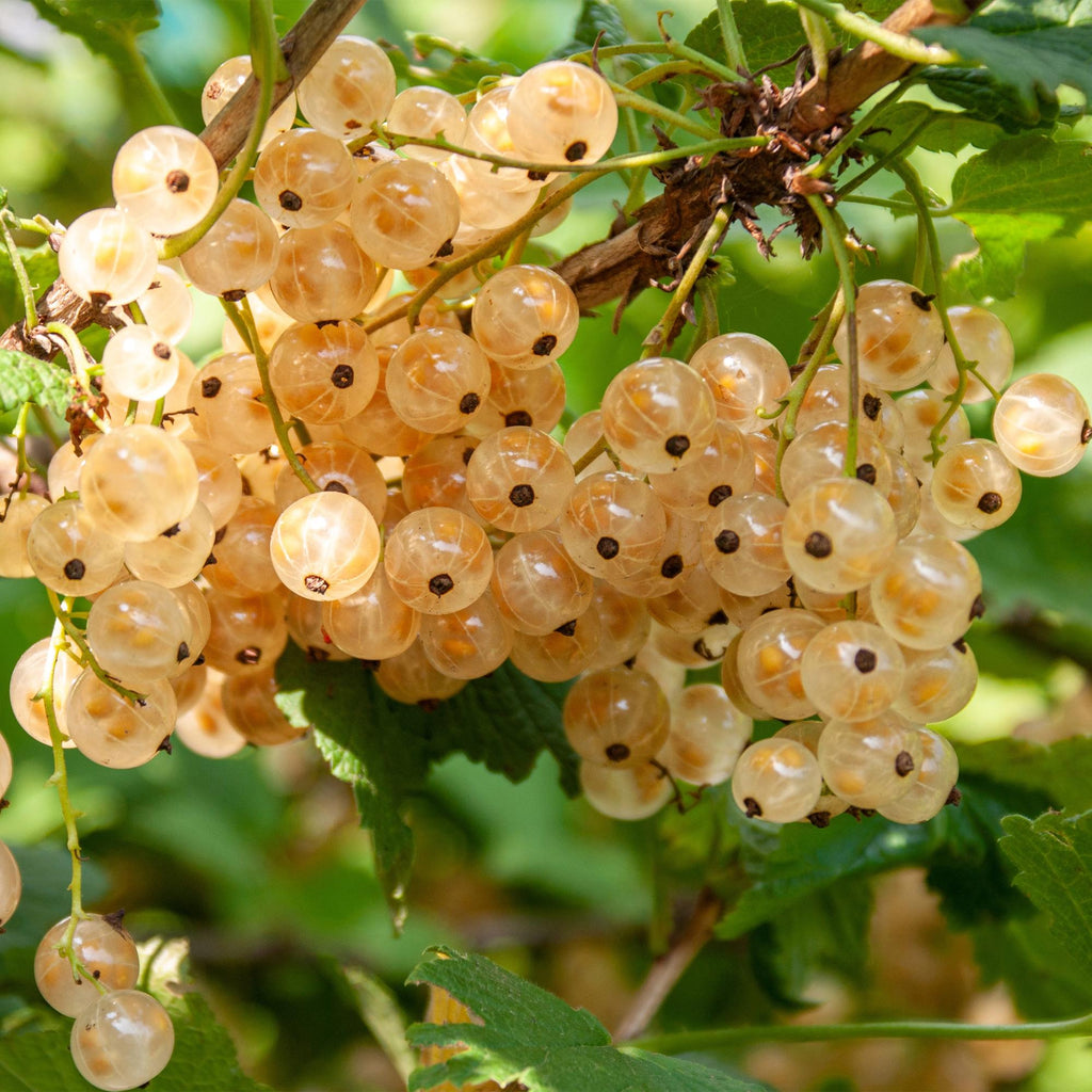 Fruitplant - Aalbes - Ribes rubrum White Pearl - Witte Bes - 2 planten -  Pot 11cm Hoogte 40cm