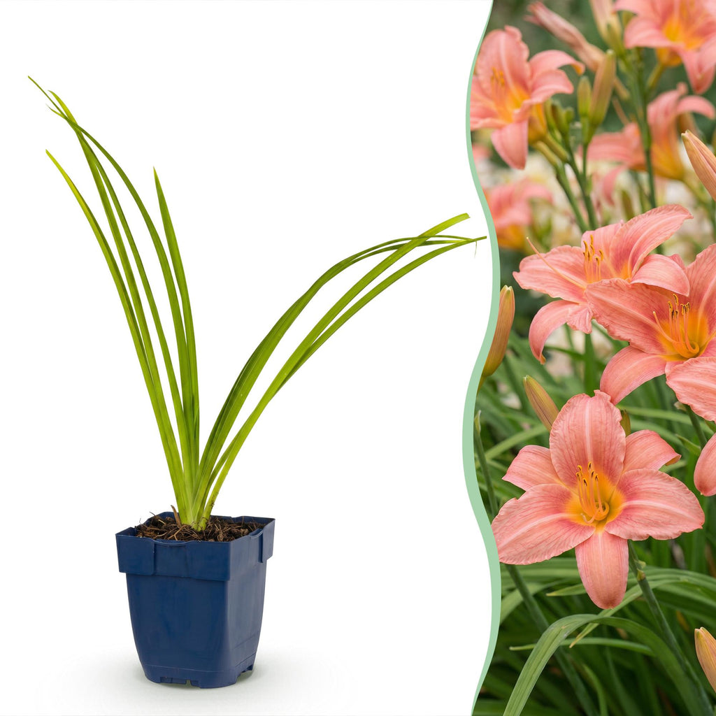 Vasteplant - Hemerocallis Pink Damask - Daglelie - Bijen en Vlinderlokkers - Roze - 1 Plant - Pot 11cm - Hoogte 15-25cm