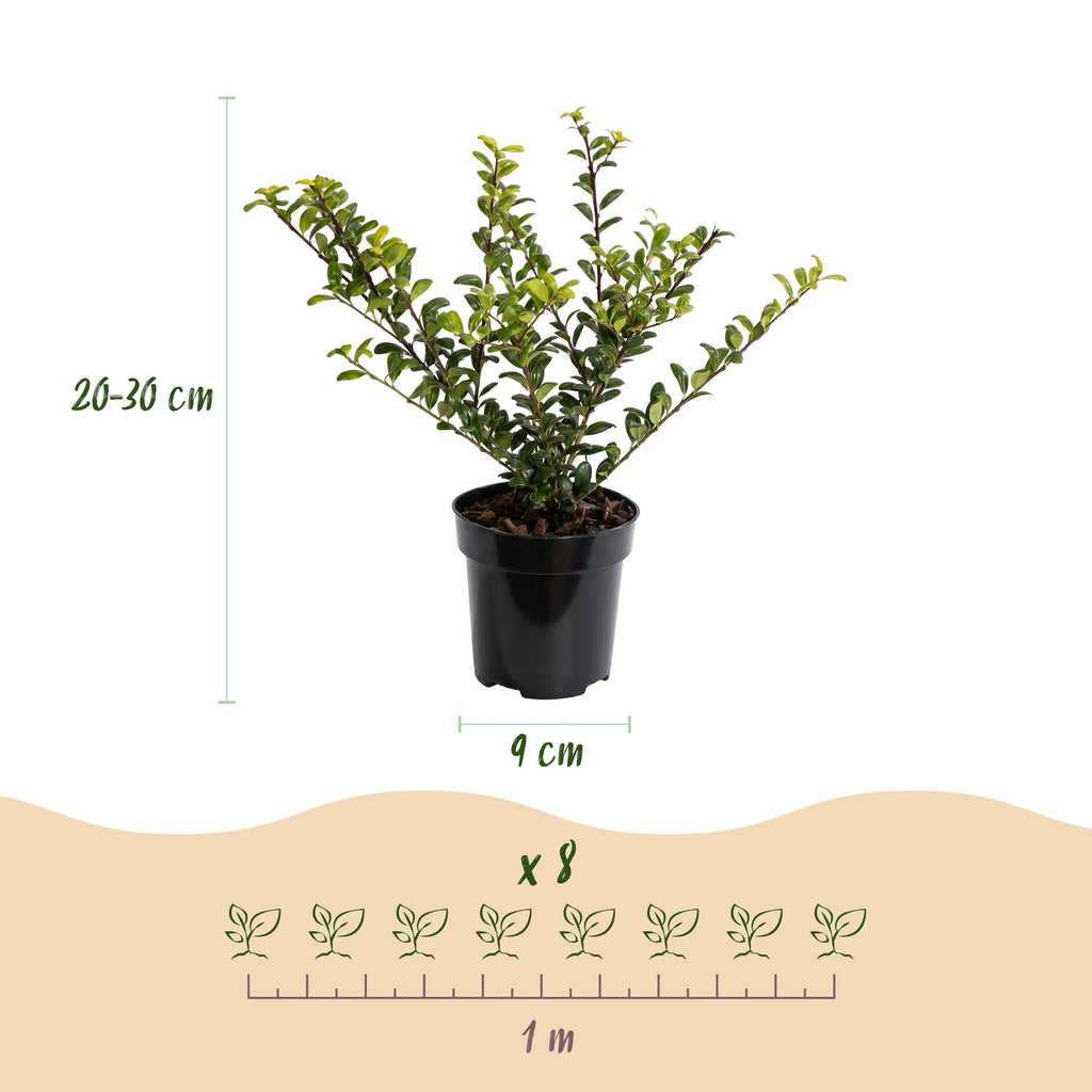 40x Ilex crenata Golden Gem - Japanse Hulst - Haagplanten - Groenblijvend - Geel - Pot 9cm - Hoogte 20-30cm