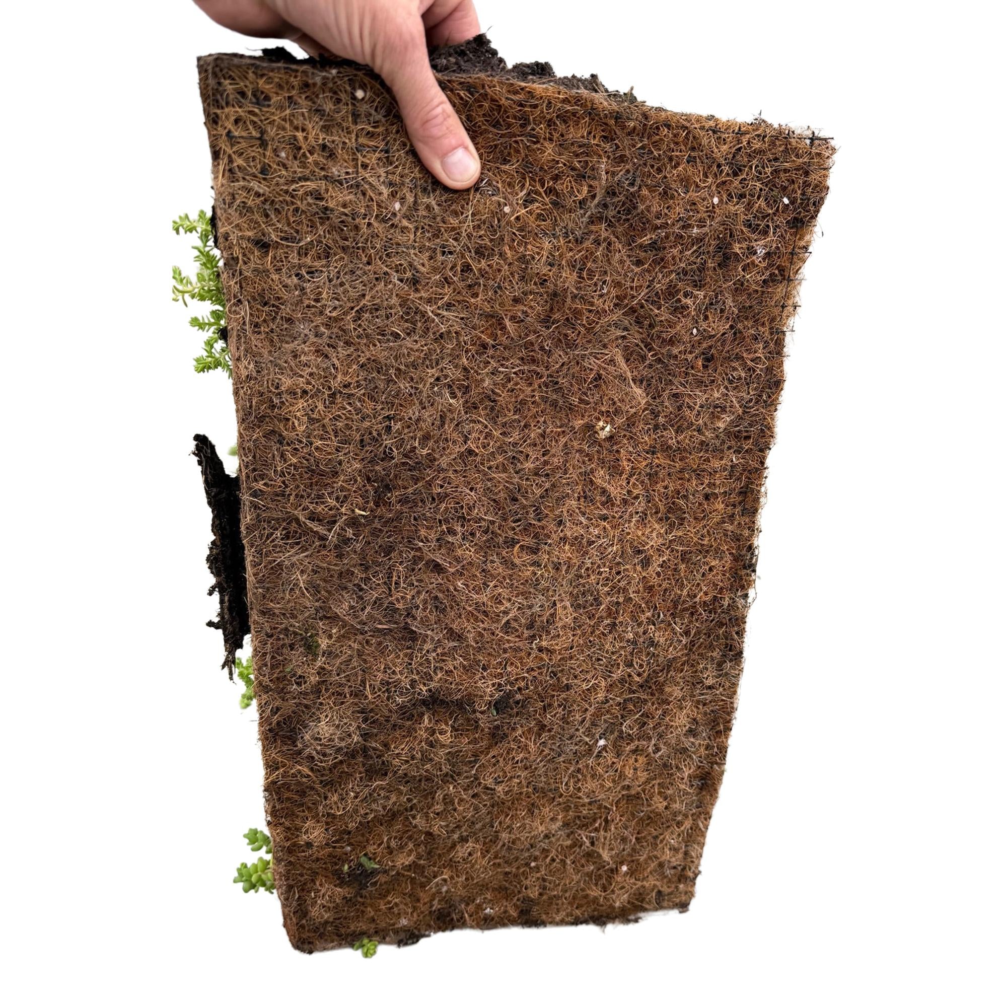 Bodembedekker - Winterhard - Sedum mat - Bestaat uit 10 soorten - X4 - Weinig Onderhoud - Lengte 50 Breedte 30