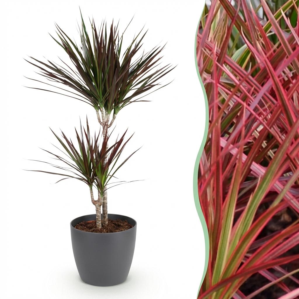 Kamerplanten - Dracaena Magenta - Drakenbloedboom - Weinig onderhoud - Groen - 1 Plant - met Potter Grijs - Pot 21cm - Hoogte 90-100cm