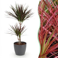 Kamerplanten - Dracaena Magenta - Drakenbloedboom - Weinig onderhoud - Groen - 1 Plant - met Potter Grijs - Pot 21cm - Hoogte 90-100cm