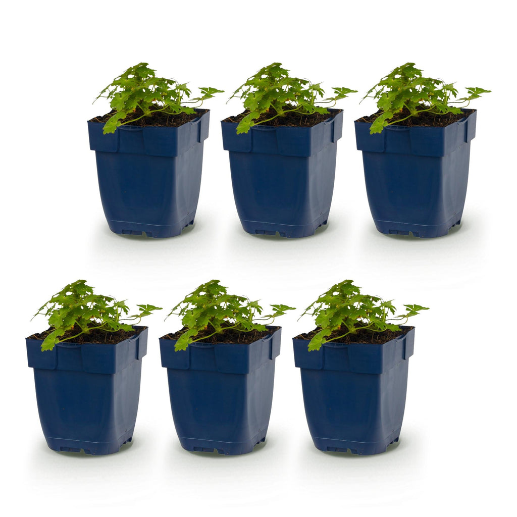 Vasteplant - Geranium macr. Spessart - Ooievaarsbek - Bodembedekkend - Wit-Roze - 6 Planten - Pot 11cm - Hoogte 15-25cm