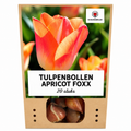 Tulpenbollen Apricot Foxx – 20 Stuks | KH Bloembollen® | Zalmroze Tulp – Elegant & Grootbloemig – Voor Tuin of Pot – Maat 11/12 – Vers van de Teler