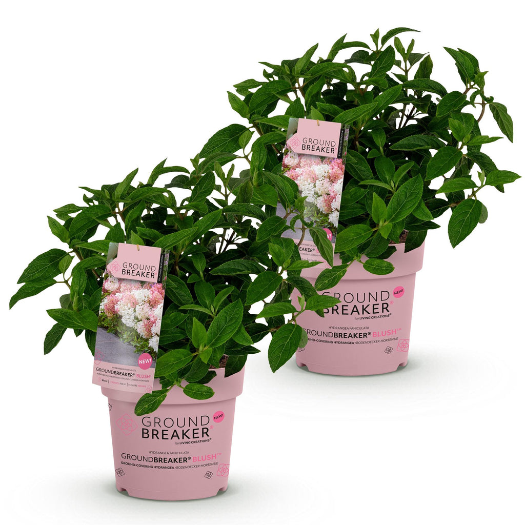 Tuinplant - Hydrangea panniculata Groundbreaker Blush - Pluimhortensia - Winterhard - Roze - 2 Planten - Pot 14cm - Hoogte 20-25cm