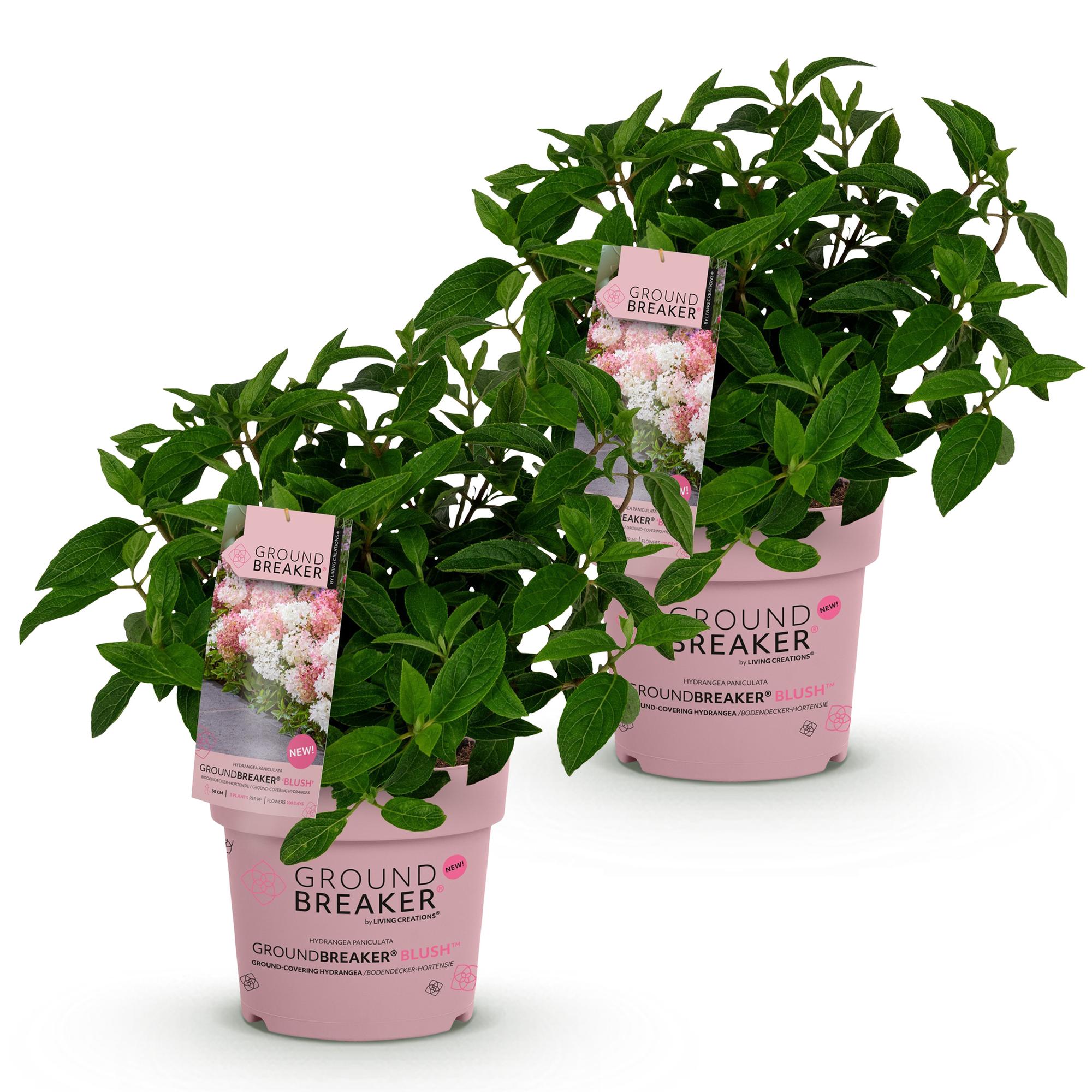 Tuinplant - Hydrangea panniculata Groundbreaker Blush - Pluimhortensia - Winterhard - Roze - 2 Planten - Pot 14cm - Hoogte 20-25cm