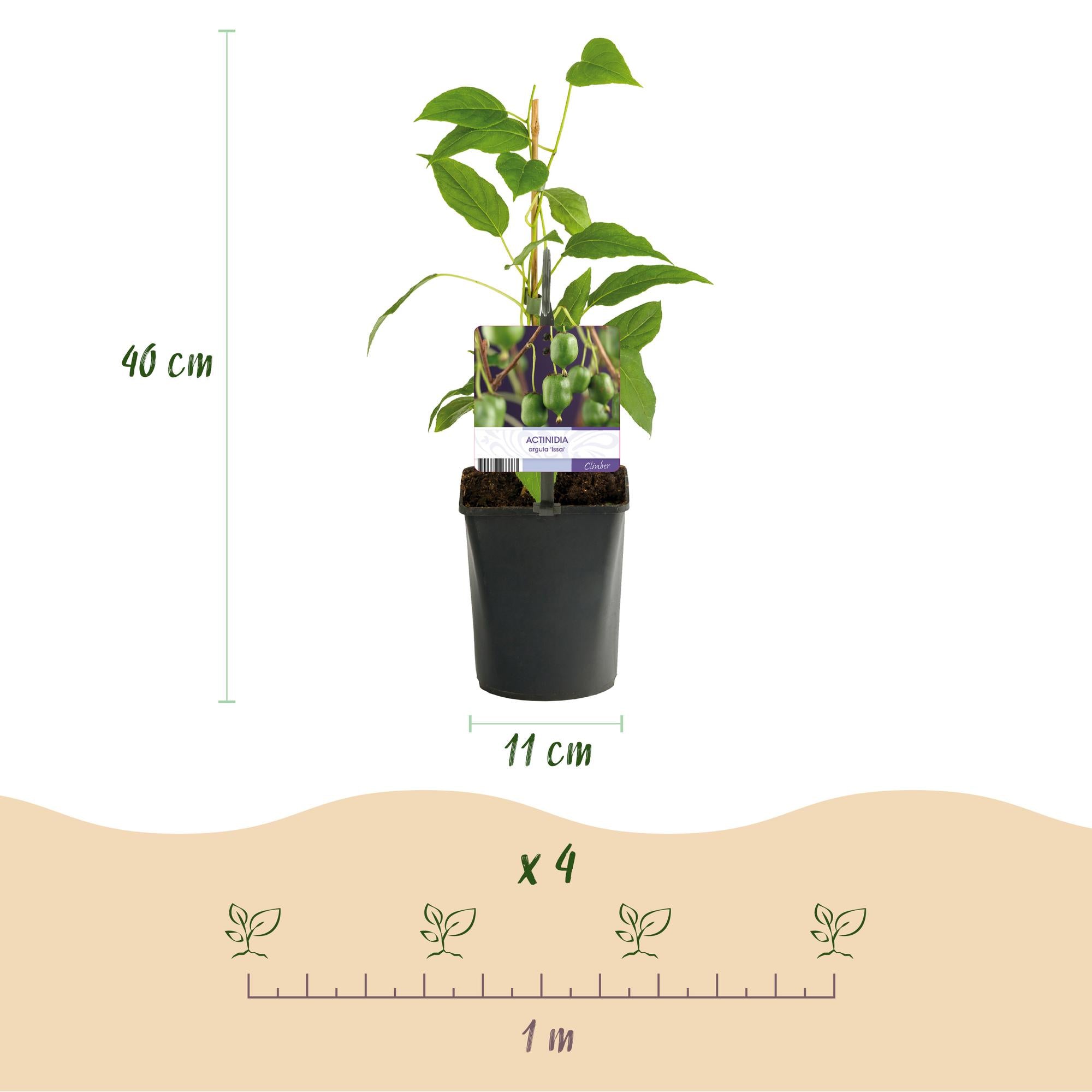 Fruitplant - Kiwi - Actinidia arguta Issai - Groene Vrucht - 2 planten -  Pot 11cm Hoogte 40cm