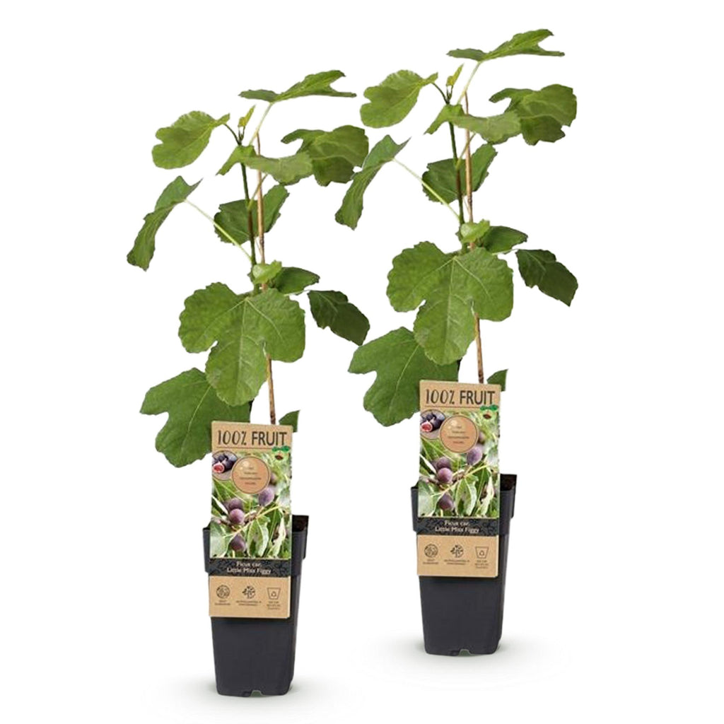 Fruitplant - Ficus caria Little miss Figgy - Vijgenboom - Winterhard - Rode Vrucht - 2 Planten - Pot 15cm - Hoogte 50cm