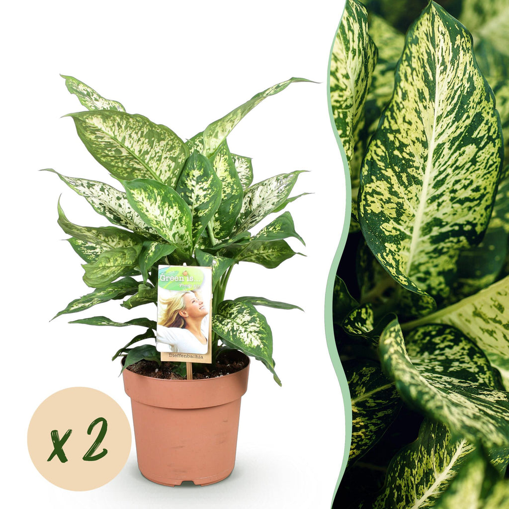 Green is... Kamerplanten - Diefenbachia Compacta - Dieffenbachia - Weinig onderhoud - Groen - 2 Planten - Pot 17cm - Hoogte 45-50cm