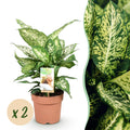Green is... Kamerplanten - Diefenbachia Compacta - Dieffenbachia - Weinig onderhoud - Groen - 2 Planten - Pot 17cm - Hoogte 45-50cm