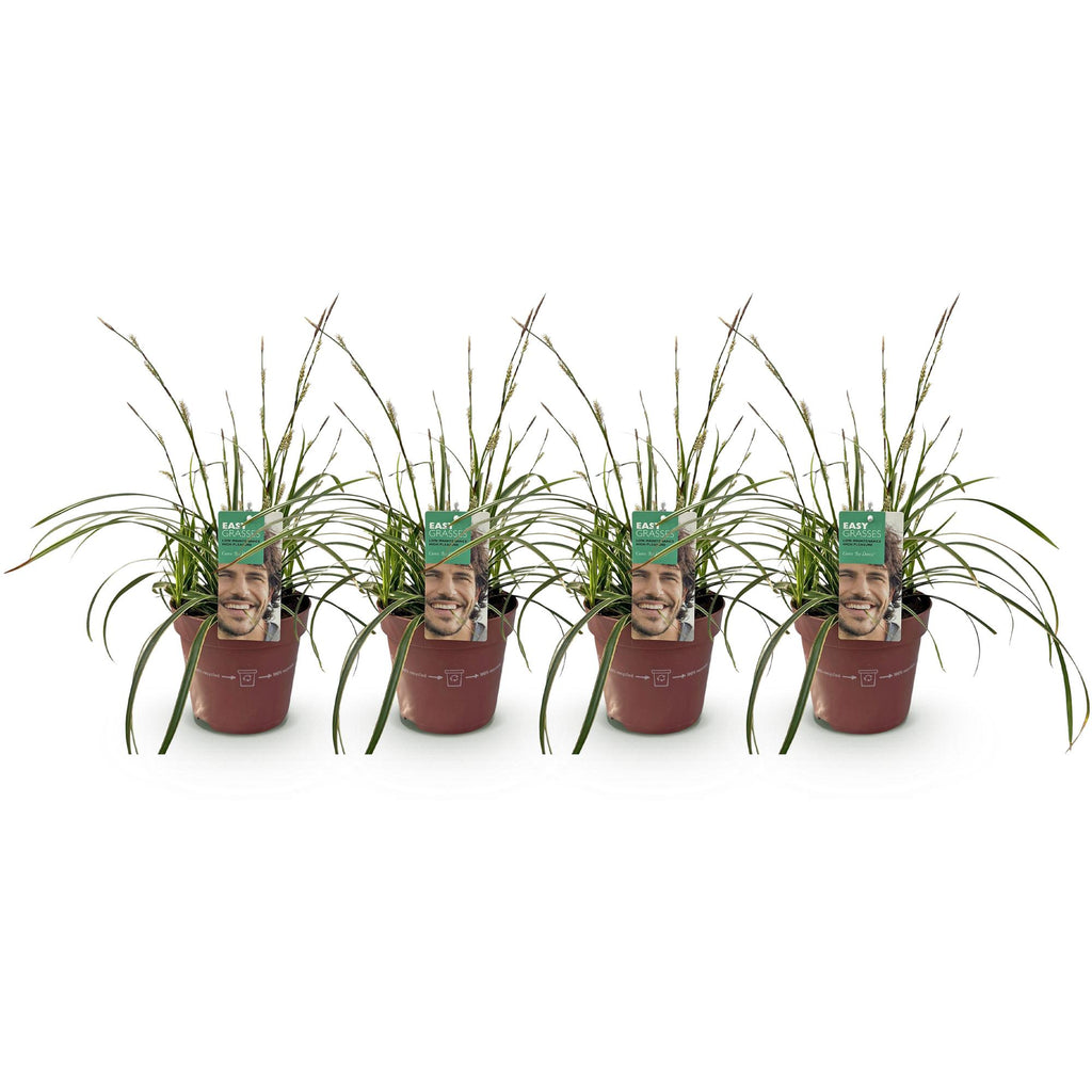 Siergrassen - Carex morrowii Ice Dance  - Wit & Groen - 4 Planten - Bladhoudend - Weinig Onderhoud - Pot 17cm Hoogte 50cm