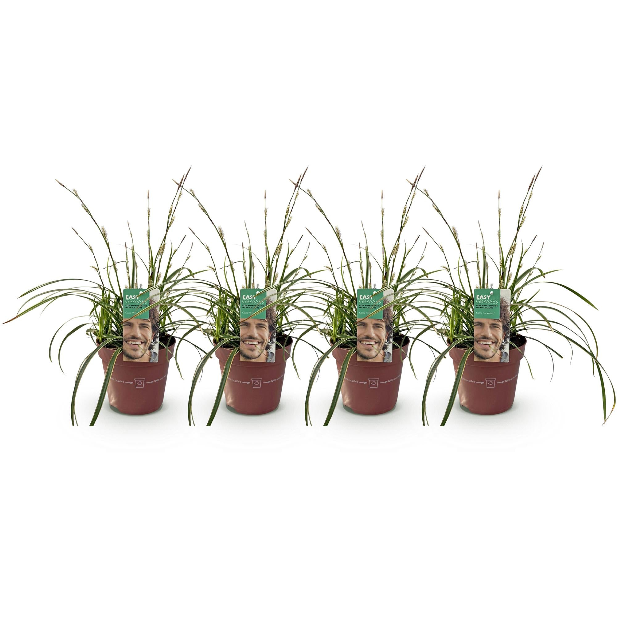 Siergrassen - Carex morrowii Ice Dance  - Wit & Groen - 4 Planten - Bladhoudend - Weinig Onderhoud - Pot 17cm Hoogte 50cm