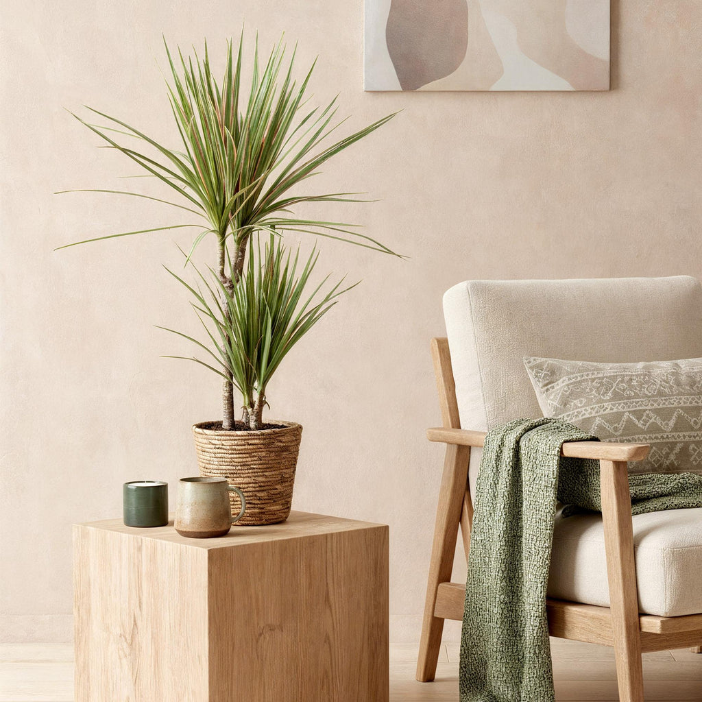 Green is... Kamerplanten - Dracaena Sunray - Drakenbloedboom - Weinig onderhoud - met mand - Groen - 2 Planten - Pot 17cm - Hoogte 70-75cm