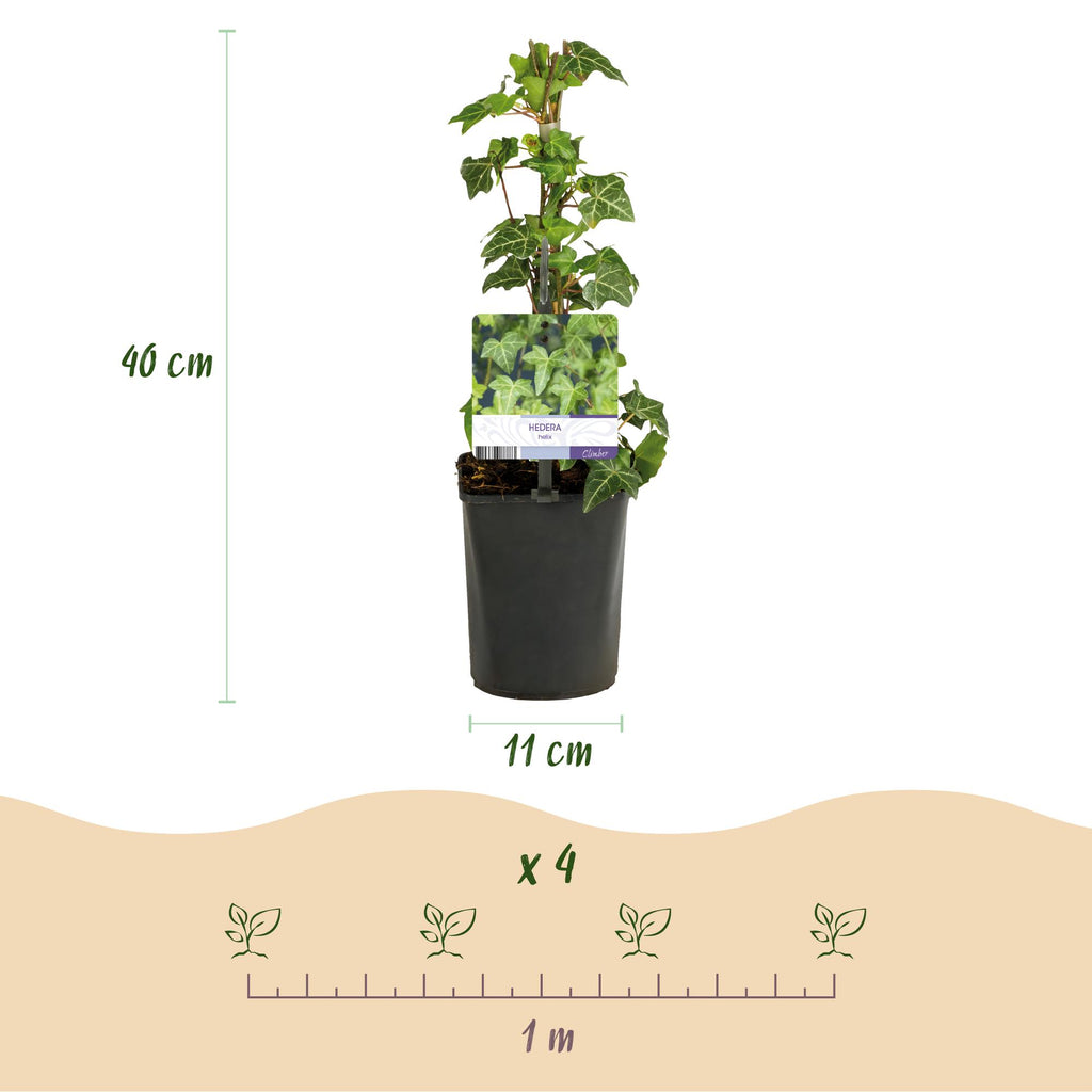 Klimplant - Hedera helix - Blad groen - Groenblijvend - 2 planten - Pot 11cm Hoogte 40cm