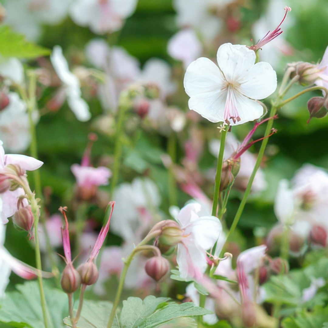 Geranium – 6 Pluggen | Kweek & Geniet van een Kleurrijke Tuin